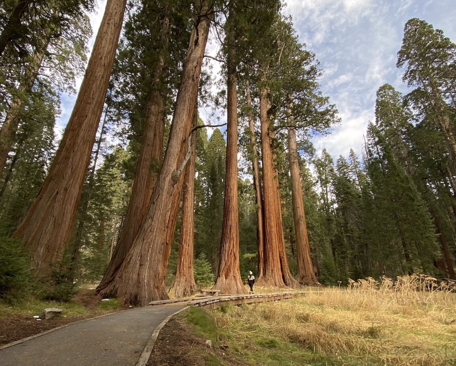 Boardwalk along the big trees trail in Sequoia National Park 
