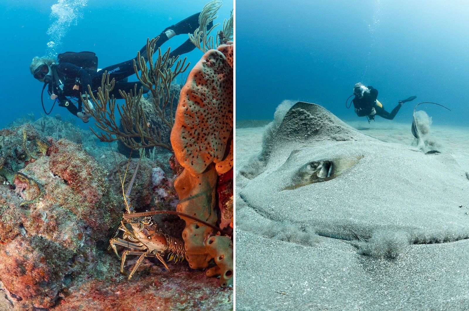 diving off of the coast of statia in the caribbean